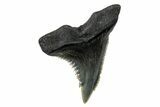 Snaggletooth Shark (Hemipristis) Tooth - South Carolina #280087-1